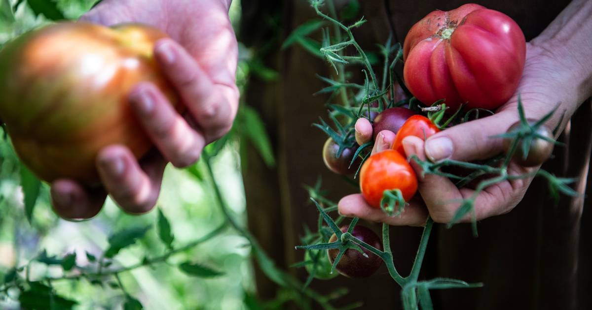 Er grøntsager sundest rå eller tilberedte? Konklusionen er klar fra madekspert, der giver særligt ét simpelt råd til køkkenet