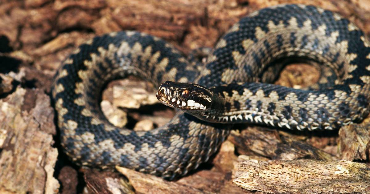 Hugorme er ved at vågne fra vinterhi: Det kan blive farligt for din ...