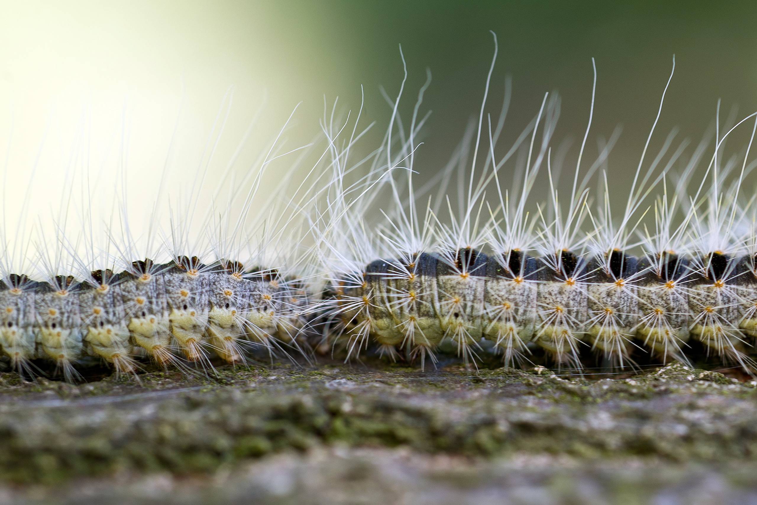 Egeprocessionsspinderen bliver umuligt at undgå på den længere bane, mener lektor Thomas Pape. Foto: Patrick Pleul/picture-alliance/dpa/AP  