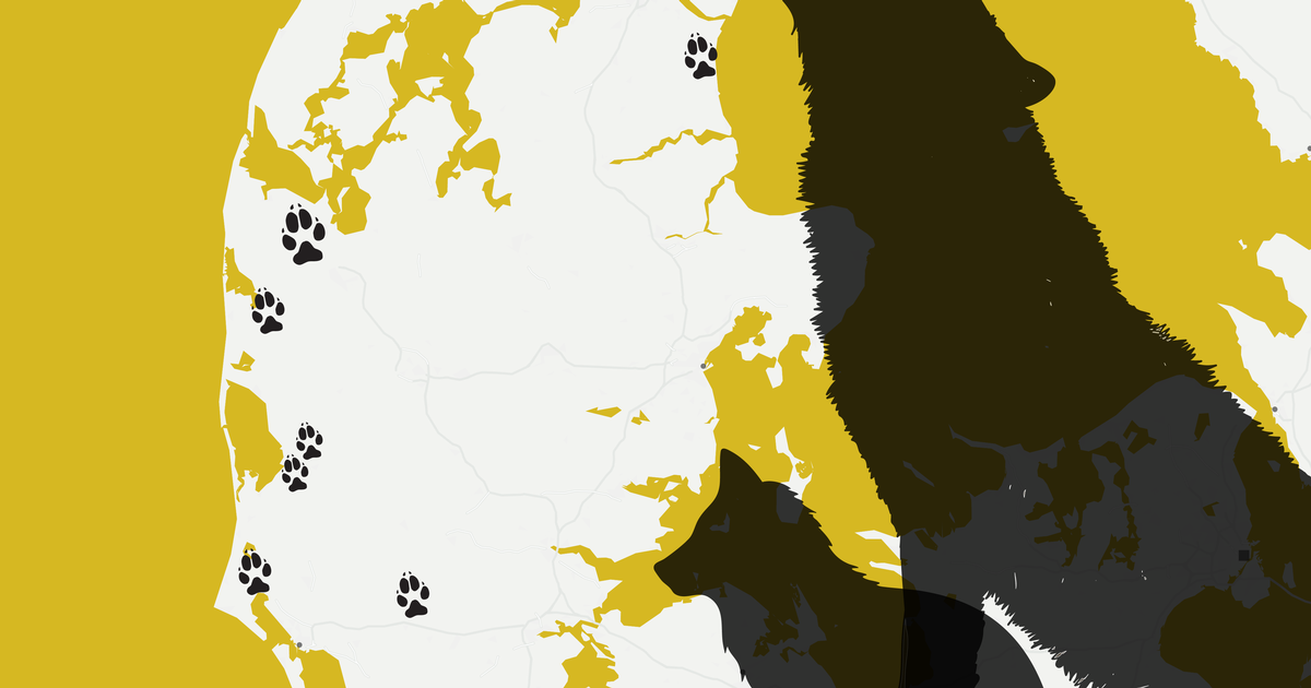 Ny opgørelse af ulve i Danmark: Udviklingen kan skyldes kryptisk ...