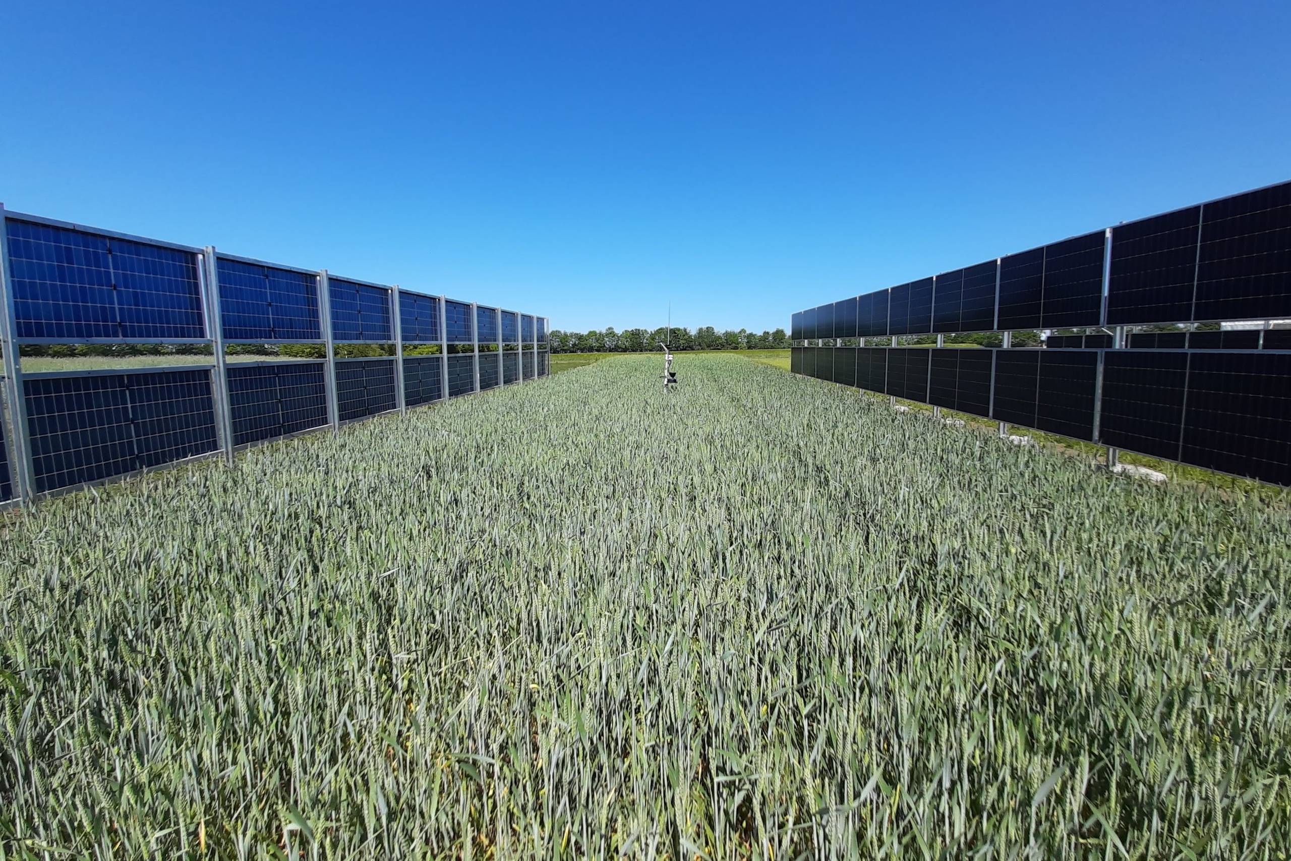 Lodrette solceller kan være løsningen på en af Danmarks mest ophedede konflikter. Men ikke alle er overbevist