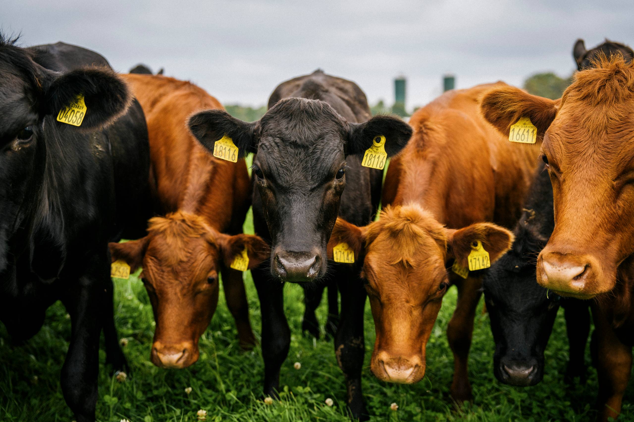 Danske køer faldt om: Nu skrider vores naboer til handling
