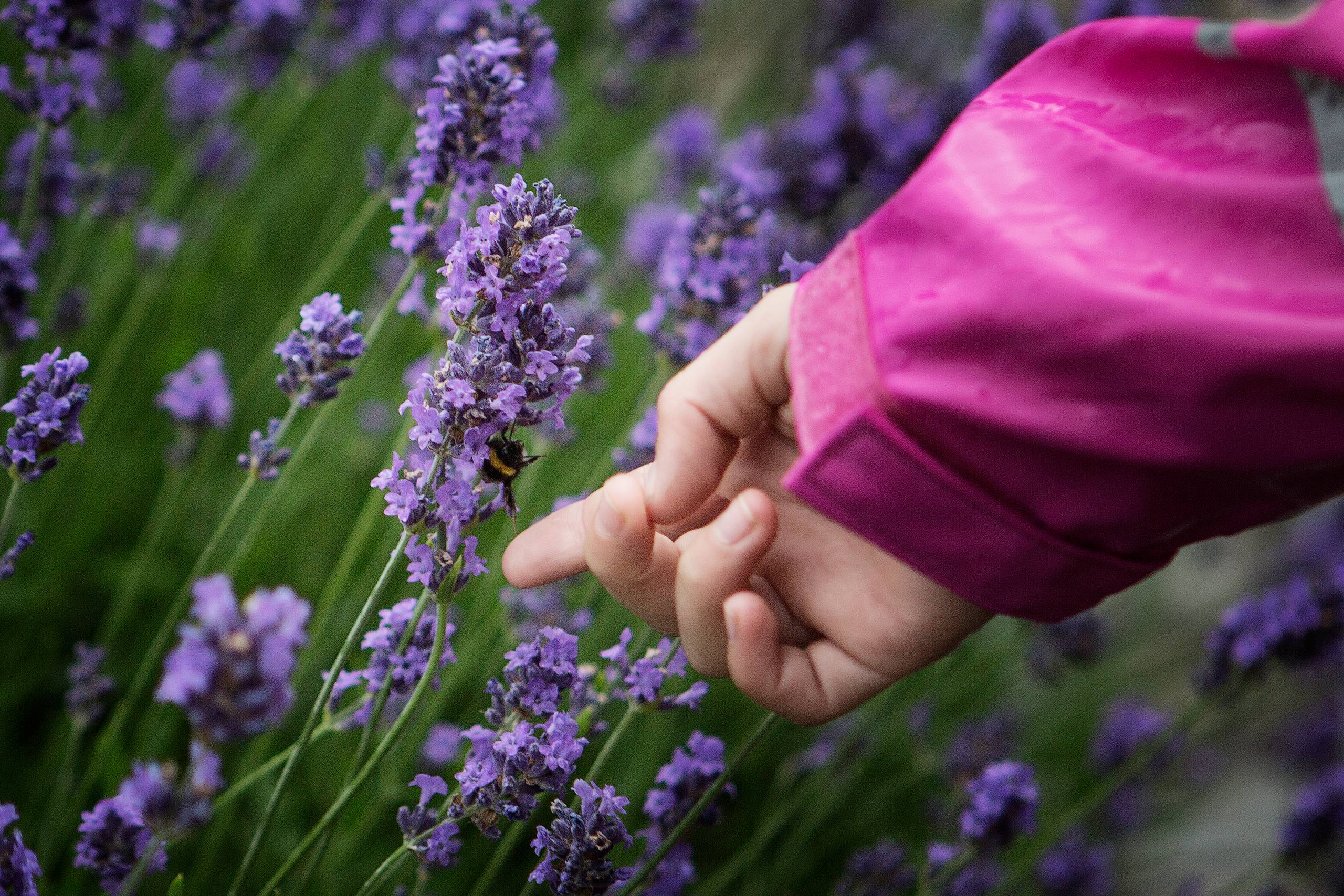 Idéen om, hvilken forskel byernes grønne områder gør, er desværre naiv, mener forsker i biodiversitet. Foto: Rune Aarestrup Pedersen