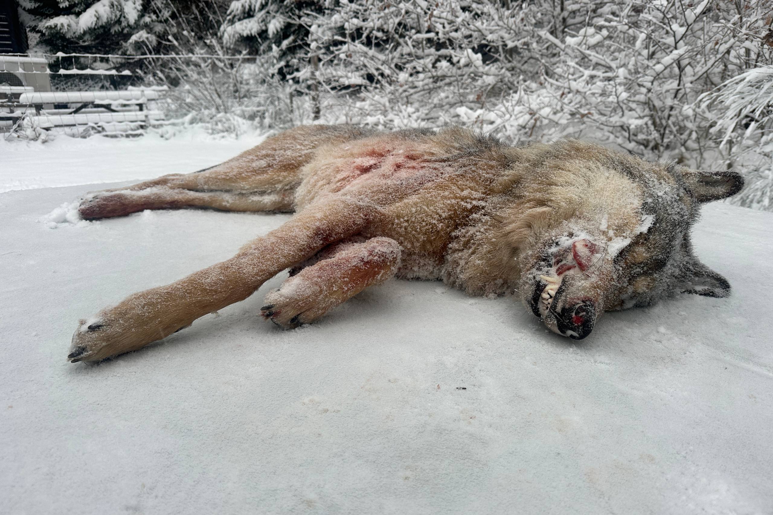 Foto: Ministeriet for Grøn Trepart