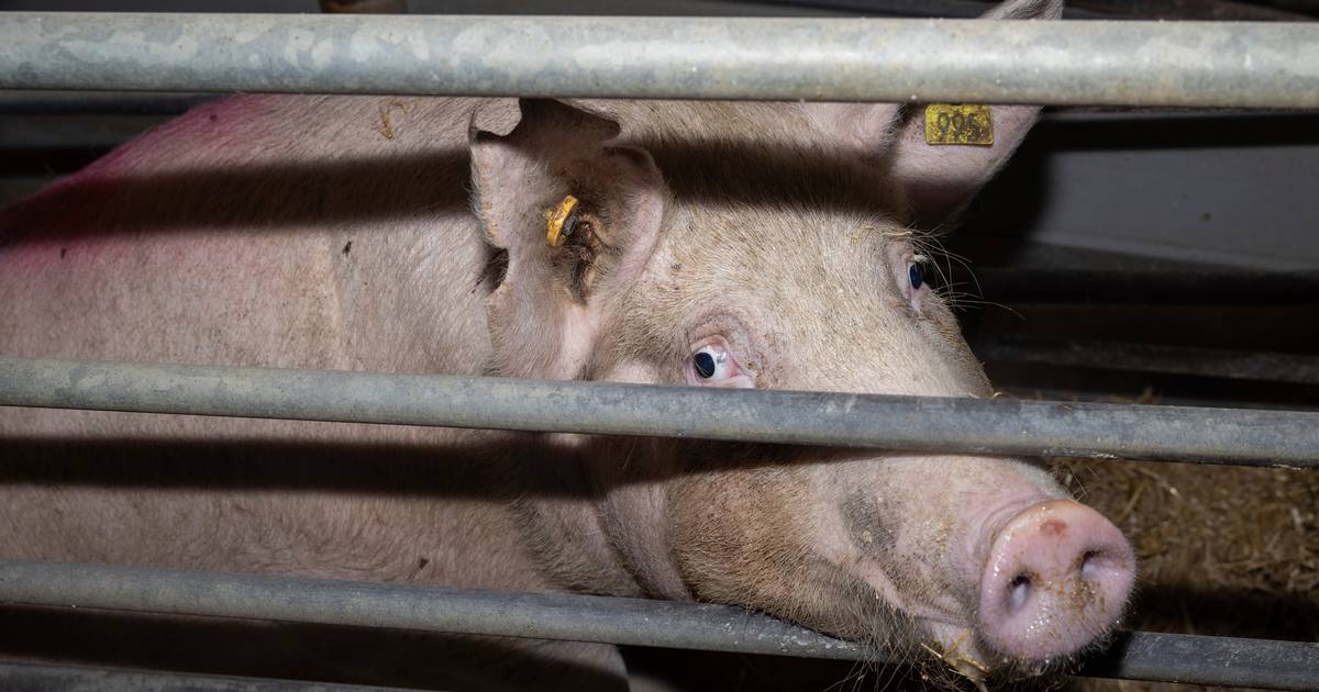 Statsrevisorerne udtaler skarp kritik af to ministerier