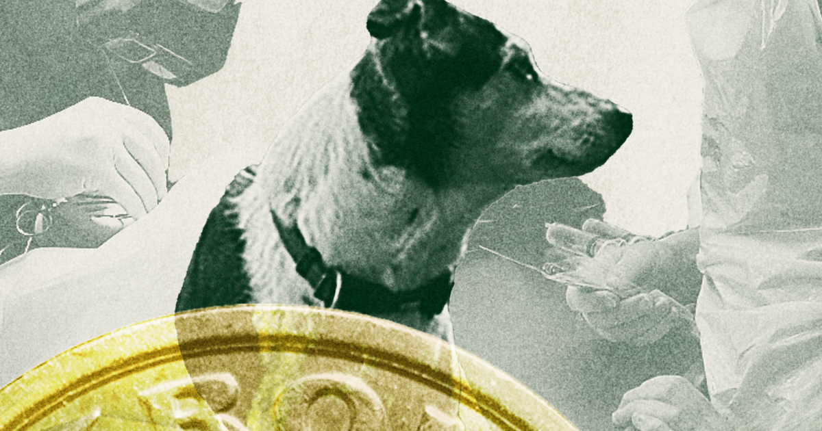 Da Cookie kastede blod op, kostede det Lisbeth Rafn 60.000 kroner på en weekend