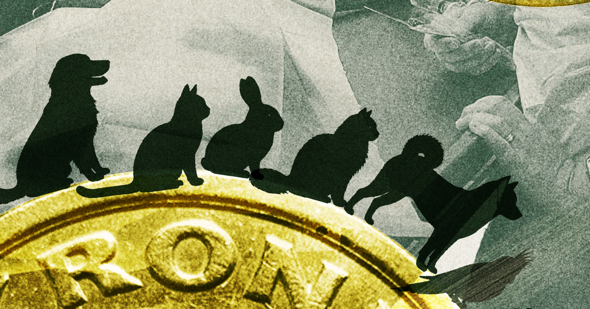 »Nogen skal holde dem i ørerne« Priserne hos dyrlægen er steget fem gange mere end i supermarkedet