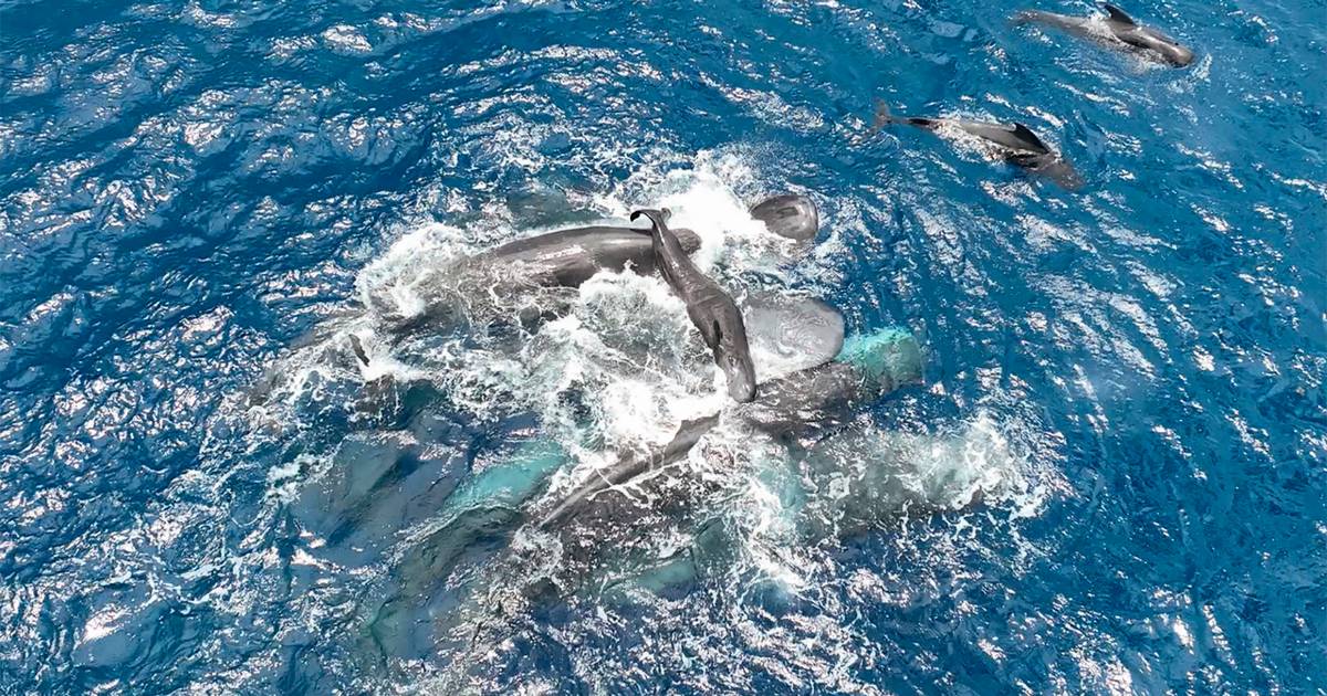 Fascinerende historie om en hvals fødsel: Hunner gav den som jordemødre