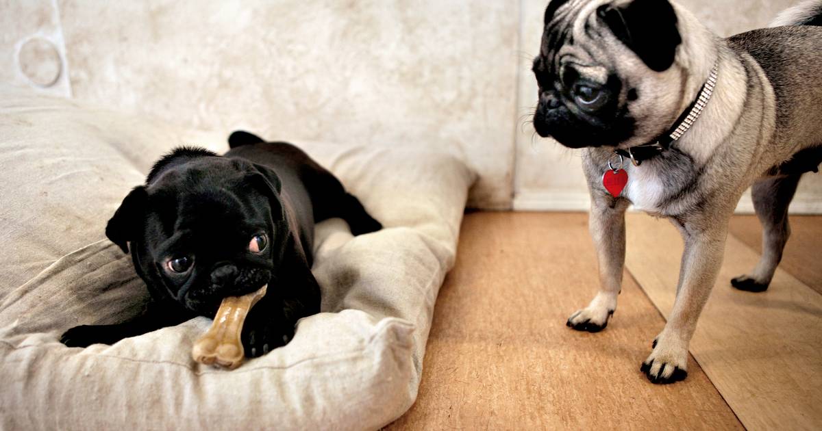 Frygter du, at AI tager dit job? Her er den positive historie om, at dit næste job måske findes i en hundebørnehave