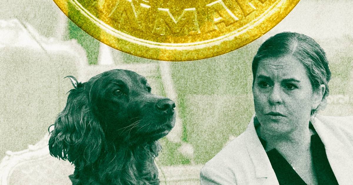 »Vi skal finde ud af, hvad vi skal gøre ved det«: Stigende dyrlægepriser skal tages op på Christiansborg