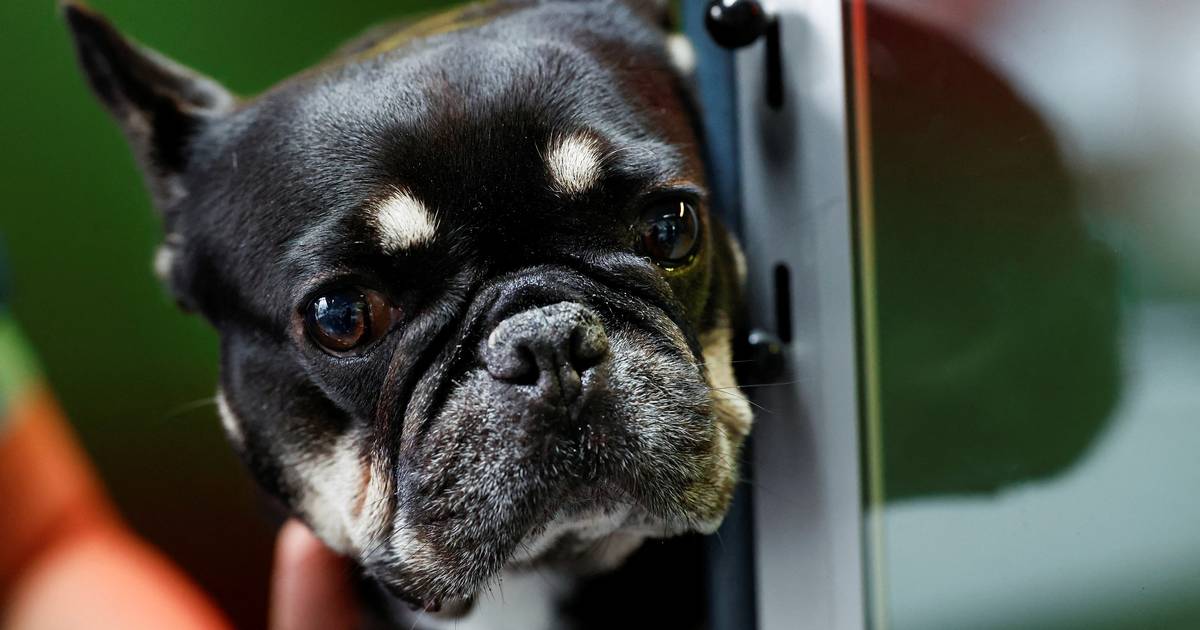 Pollensæsonen raser: Det bør du vide som hundeejer