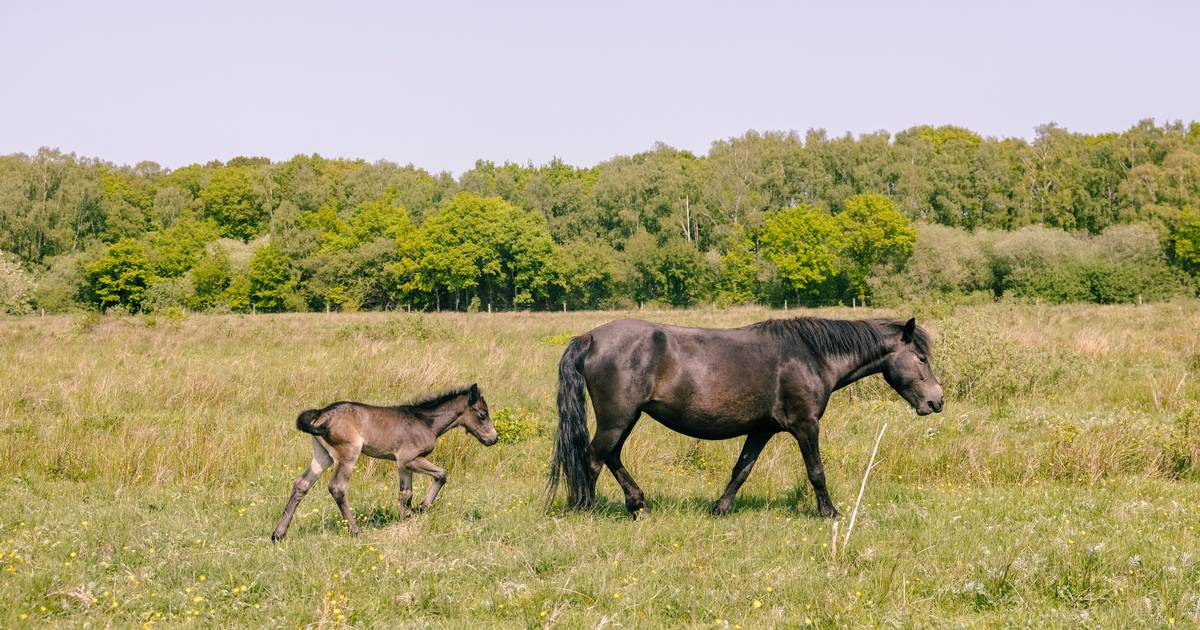 En slagmark har fået ny ejer: »Det handler om retten til at bestemme, hvad god dyrevelfærd er«