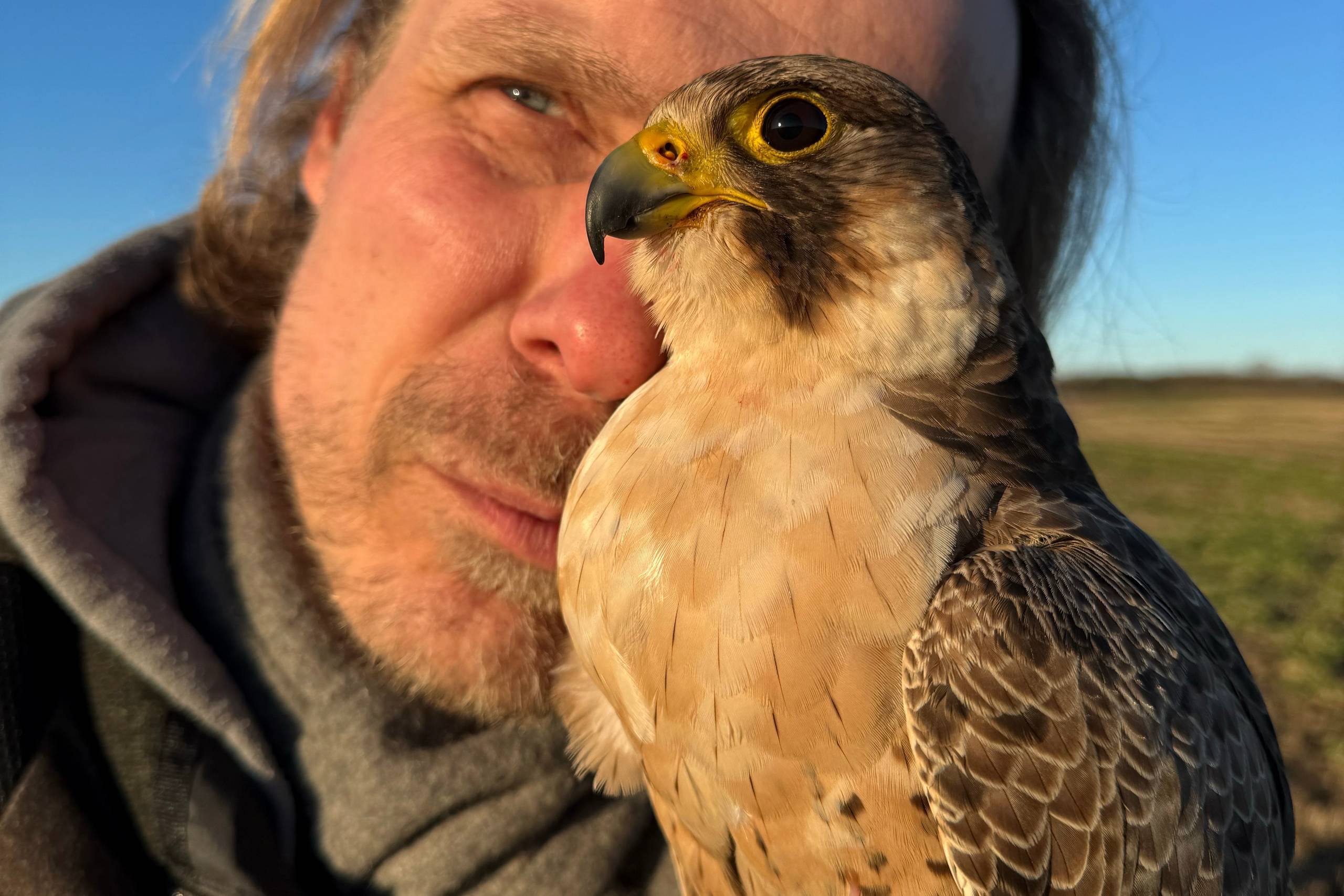 Formand for Dansk Falkejagt Klub, Morten Stricker, med sin egen vandrefalk – en erfaring, han mener danske falkonerer bør have lov til at bruge til at hjælpe tilskadekomne rovfugle. Foto: Morten Stricker