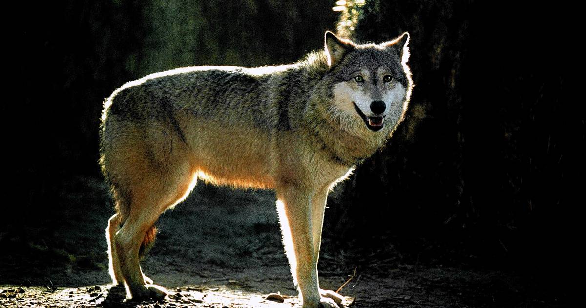 Seks ulve fulgte efter mand på gårdsplads i Oksbøl