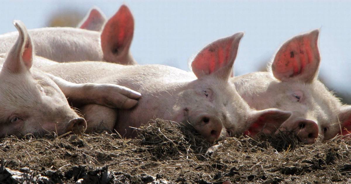 Svineproducent roser Operation X