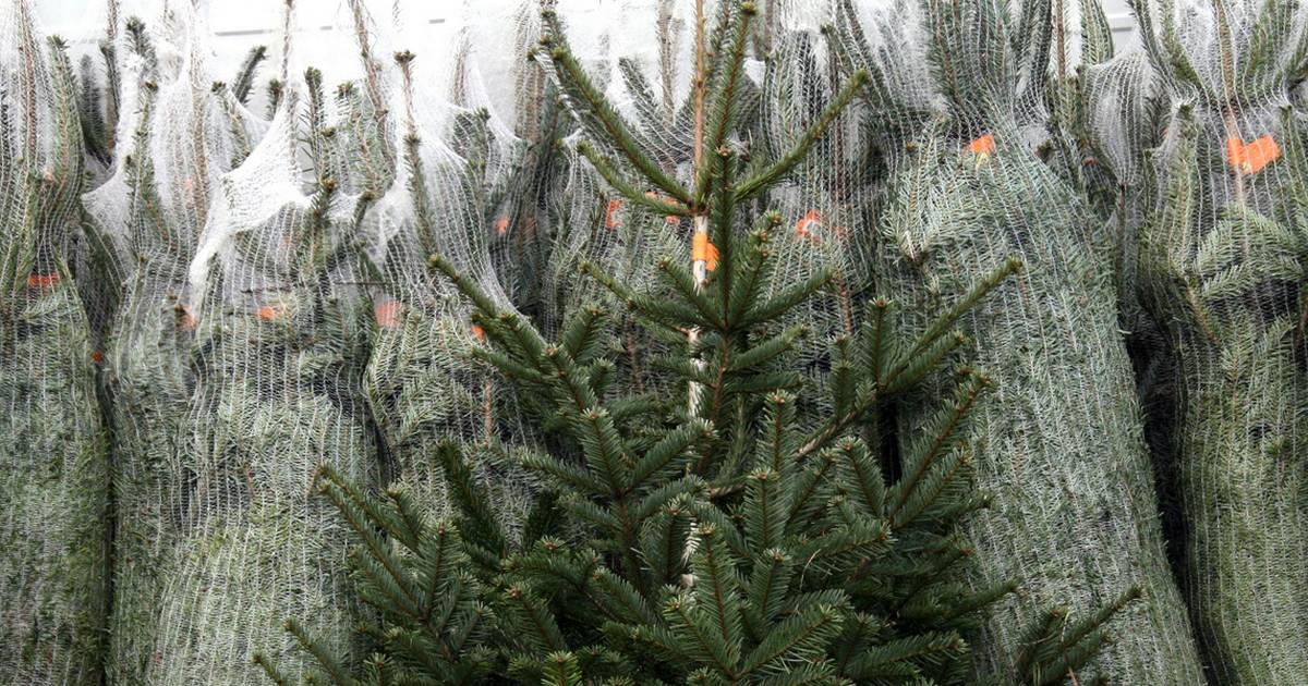 Brug grantræet fra haven som juletræ - år efter år - Jyllands-Posten