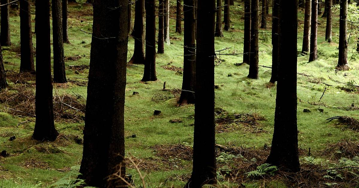 Verdens ældste træer står i Sverige - Jyllands-Posten