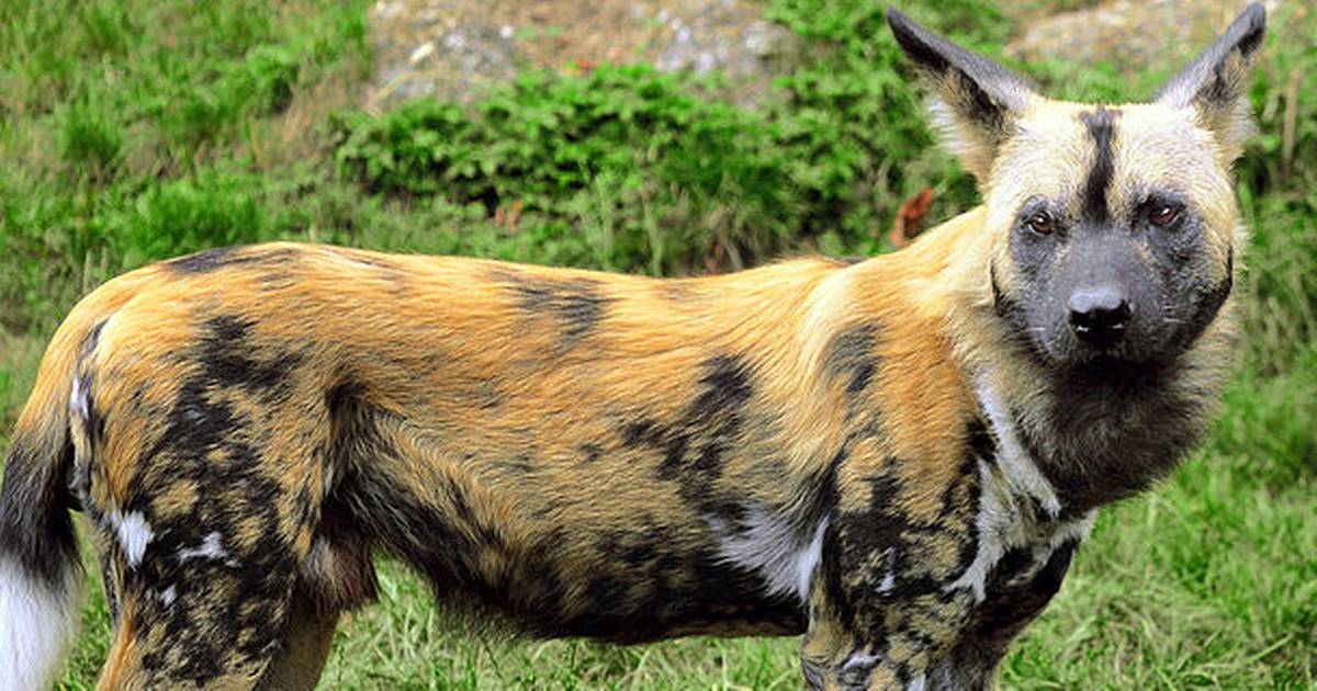 Tumult munching Modig Dreng dræbt af vilde hunde i zoo