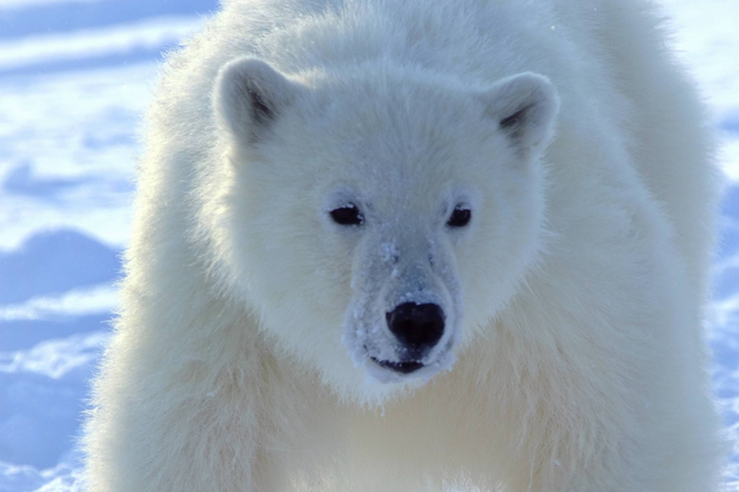 Isbjørn på Svalbard