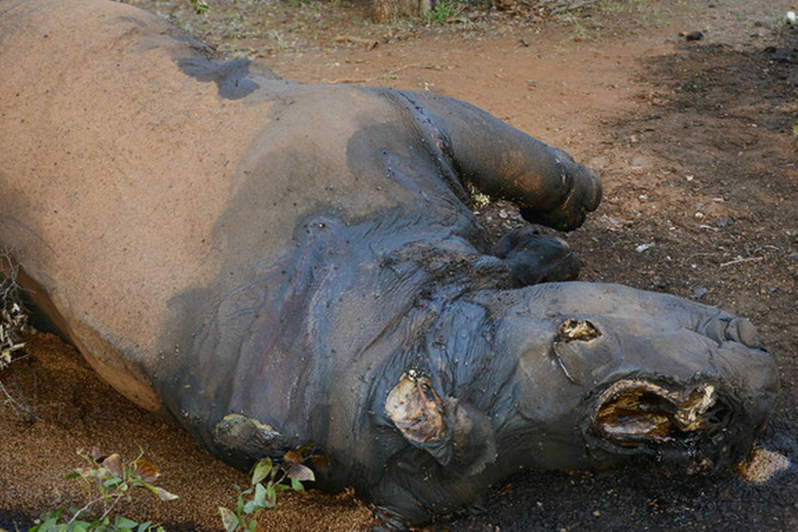Næsehorn krybskytter