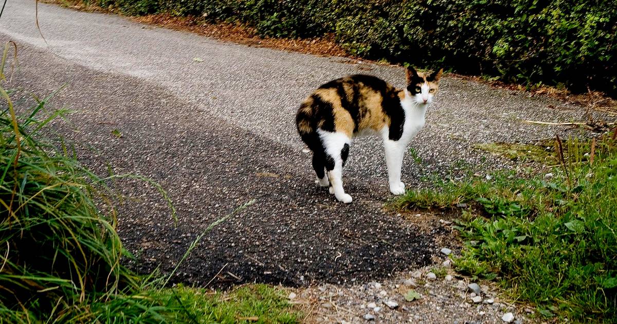 Tak for din hjælp Gammeldags skuffe Må du skræmme katte væk med vandslangen?