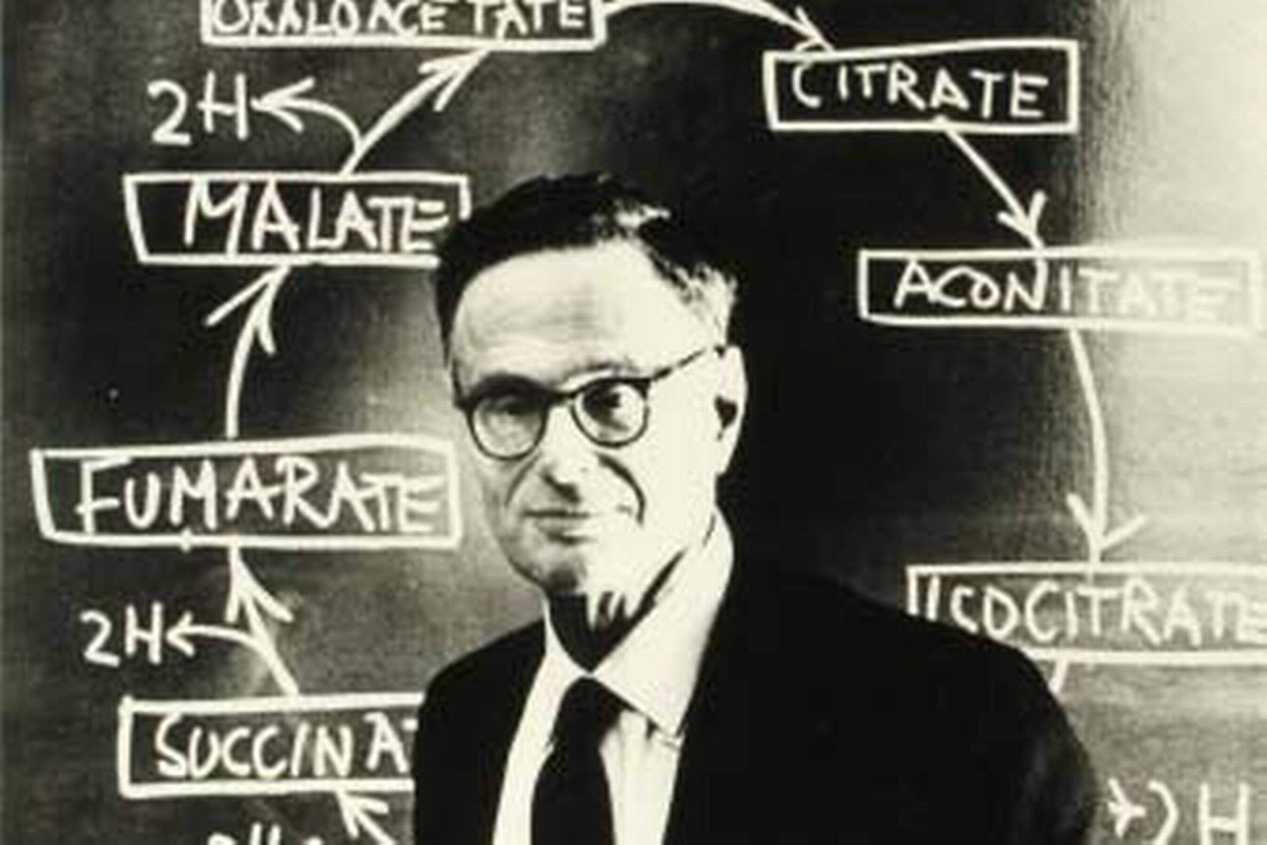 I 1930’erne påviste Hans Krebs de
første cykler i stofskiftet, hvor
forbrændingen ikke foregår som
en lineær proces. Det indbragte
Nobel prisen i 1953. Der er siden påvist
mange sådanne cykler i vores
stofskifte.