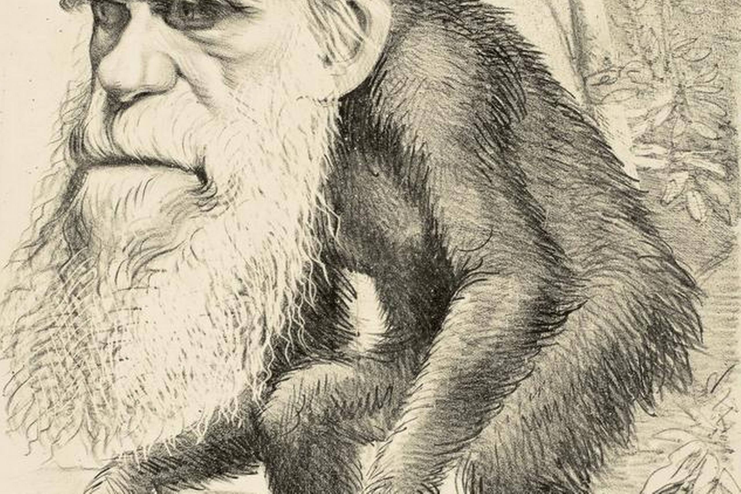 Darwins evolutionsteori var med til at fjerne menneskets særstilling i verden, og tanken om, at mennesket skulle være nedstammet fra aber, afstedkom mange karikaturer og spydigheder som her fra det engelske satireblad The Hornet i 1871. Foto: Fra bogen ”50 opdagelser – Højdepunkter i naturvidenskaben”