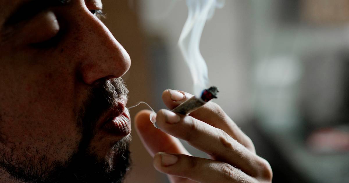 Derfor bliver hash aldrig legaliseret i Danmark - Jyllands-Posten