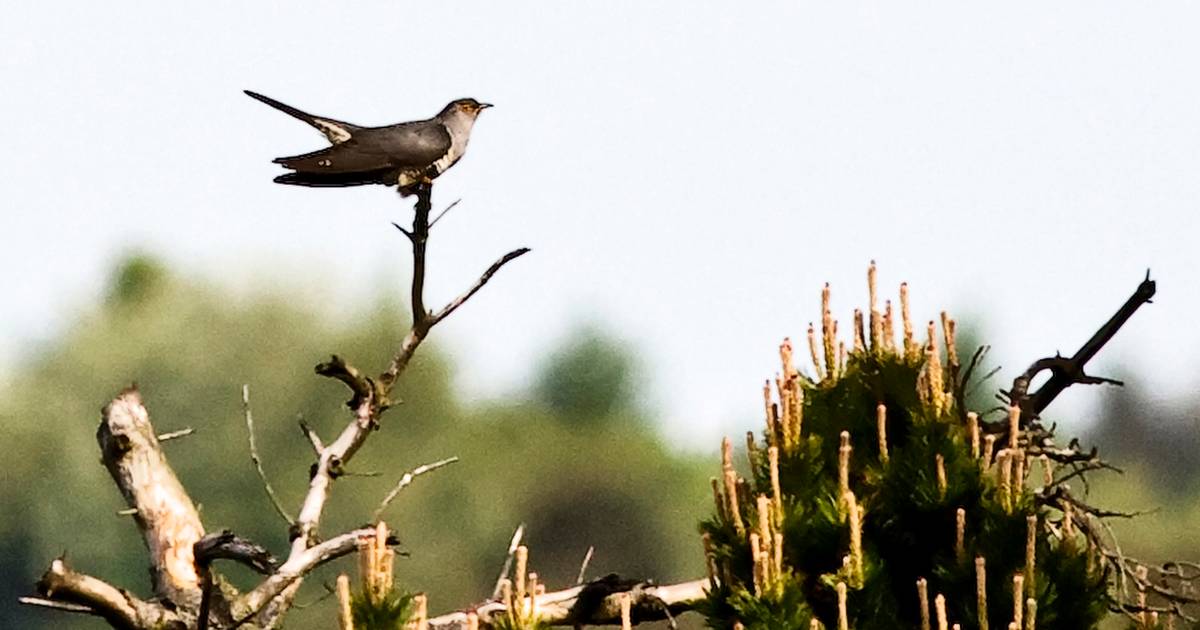 Hvordan ved en gøg, at den skal gøre som en gøg? - Jyllands-Posten