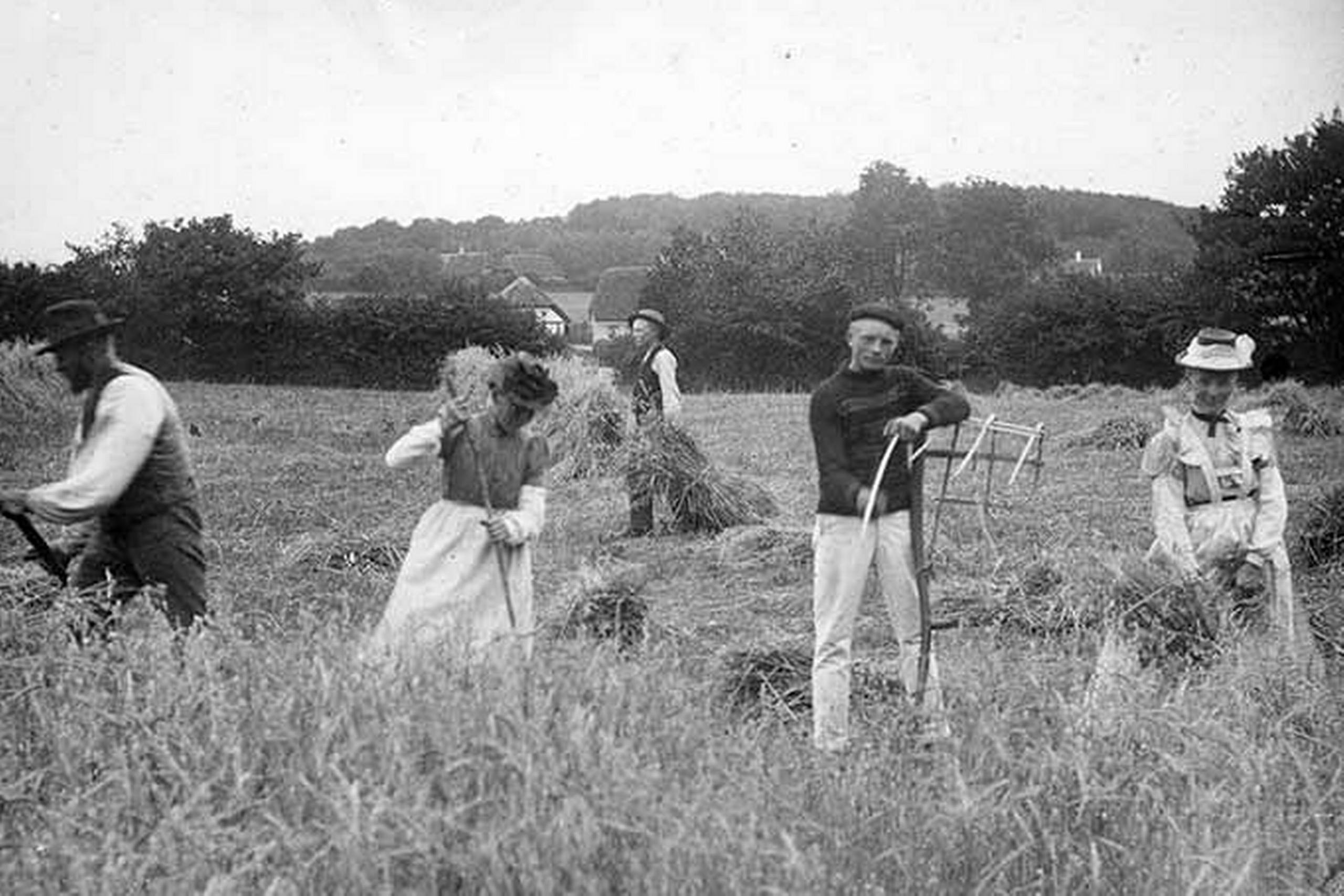 Ikke alle landbrugere havde adgang til de nymodens mejemaskiner. Her høstes med le og håndbindes neg på et husmandssted på Vinding Mark syd for Vejle. Foto: Vejle Stadsarkiv