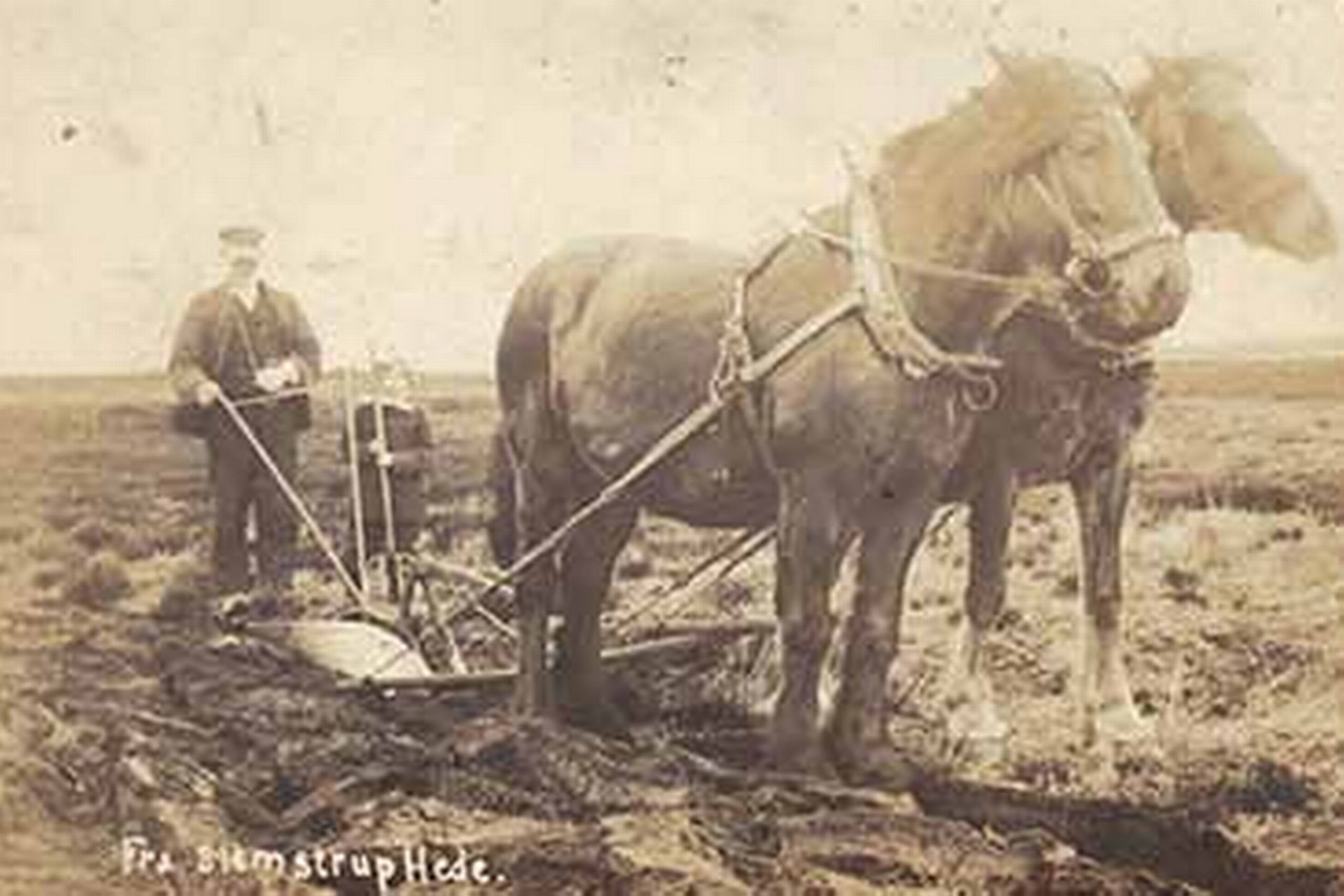 Hedeopdyrkning var et slidsomt arbejde. Gennem Hedeselskabet kunne der dog søges opdyrkningstilskud, så der var råd til at leje stærke arbejdsheste til at trække ploven i den hårde jord. Slemstrup Hede vest for Aars ca. 1910. Privateje