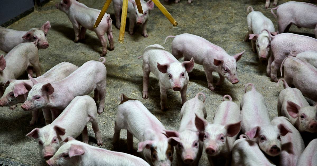 Ny diæt til svin skal mindske medicinbrug - Jyllands-Posten