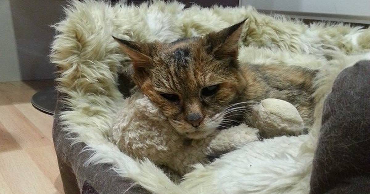 repræsentant entusiasme Skov Verdens ældste kat er død