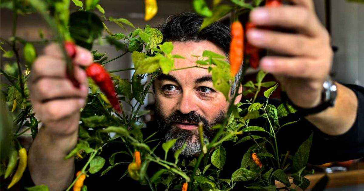 Bagskidsbanko i bøgeskoven