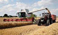 EU-Kommissionen lemper nu en række grønne krav, hvilket åbner for, at produktionen af korn kan øges op mod 10 mio. tons.
Foto: Gregers Tycho Foto: Gregers Tycho