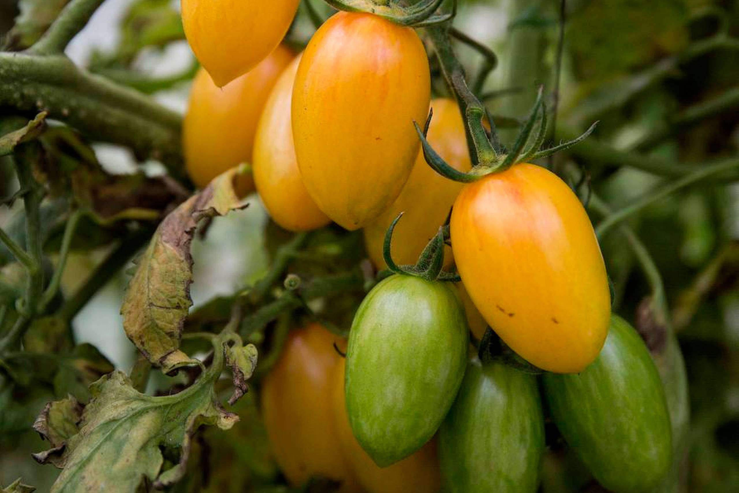 Årets nyhed på Fuglebjerggaard er de gul-orange aflange blommetomater, som smager godt og er dekorative. Foto: Kristoffer Juel Poulsen