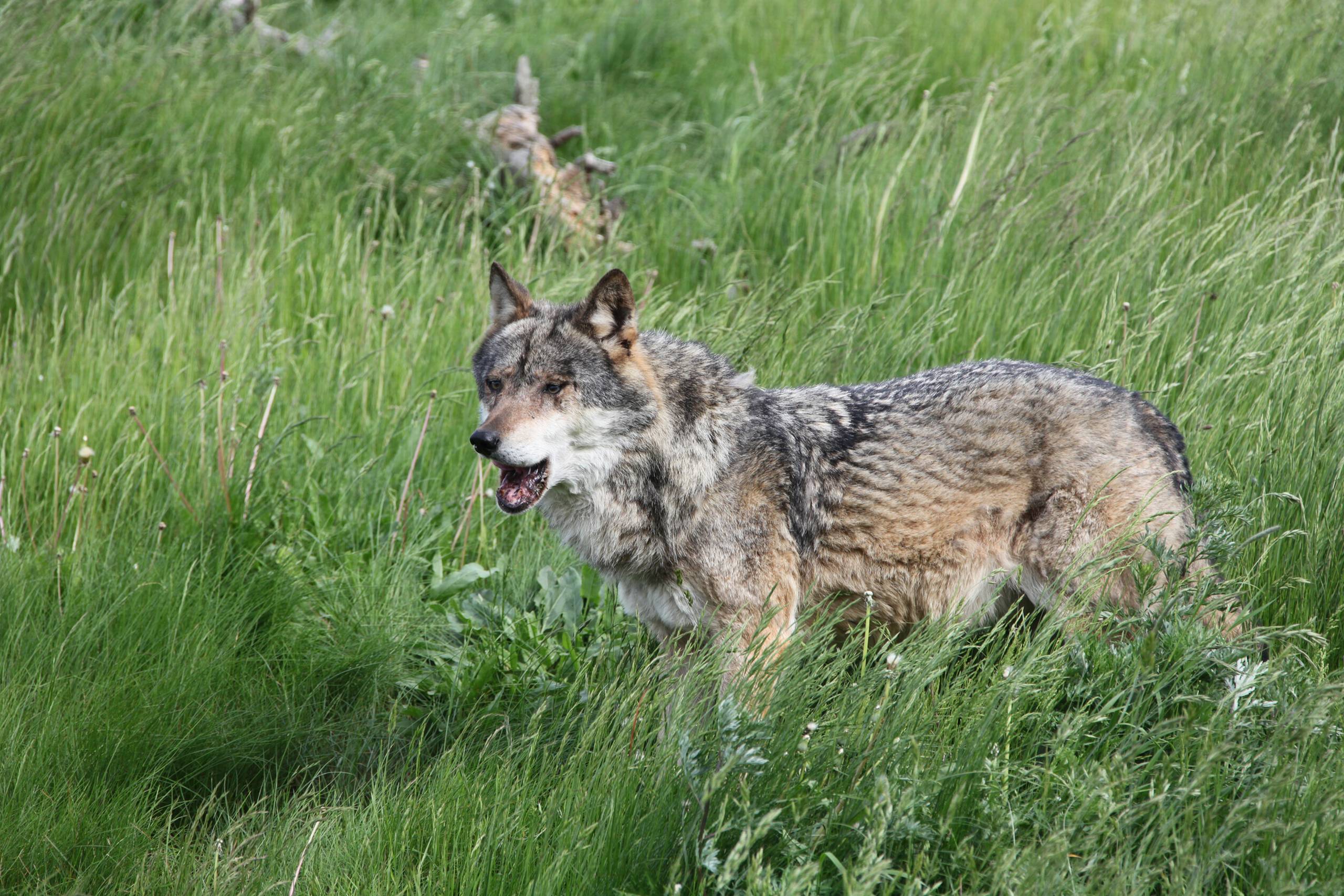 Nyt kort over dokumenterede ulveobservationer - Jyllands-Posten