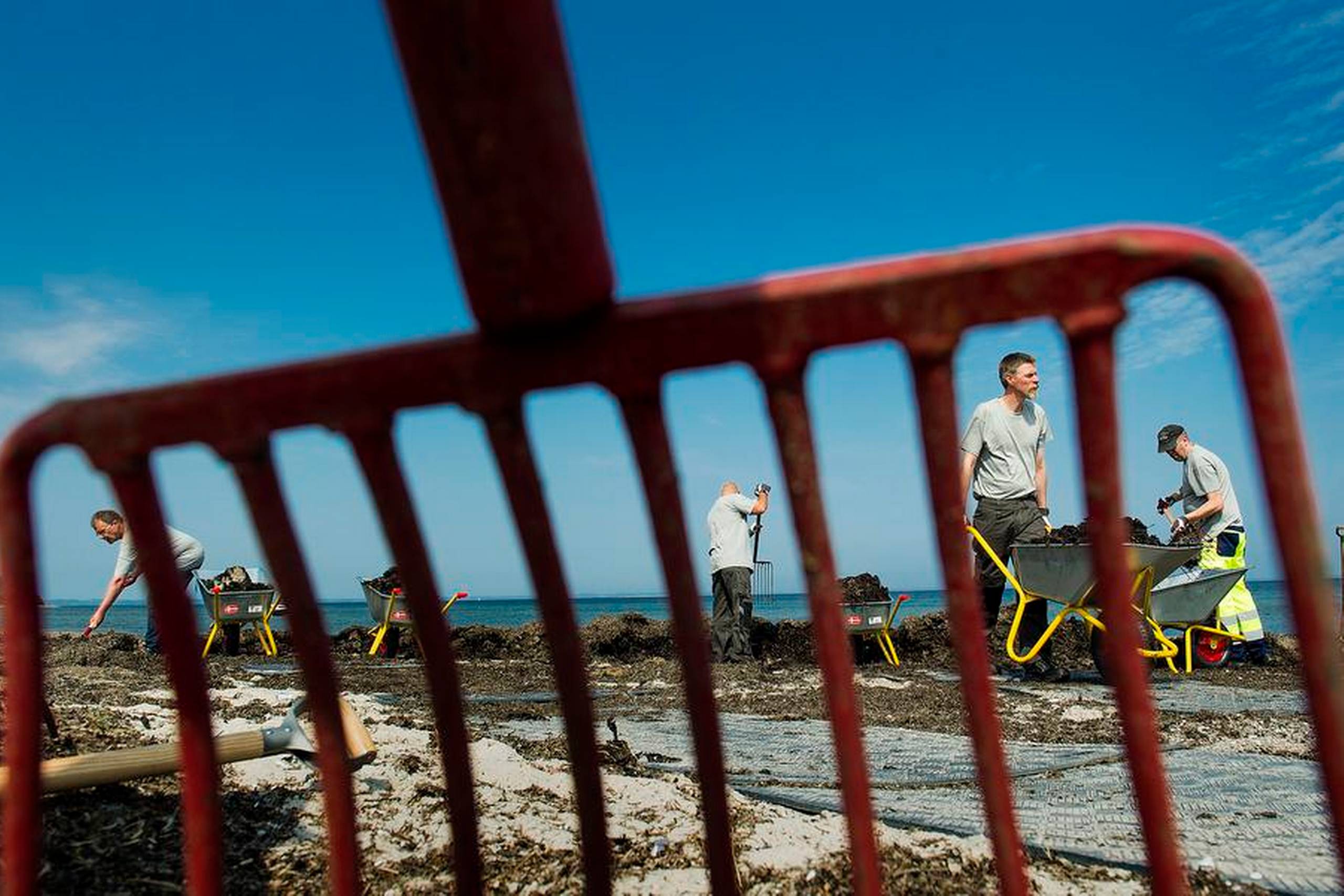 Statsminister Helle Thorning-Schmidt (S) lagde i sin nytårstale op til, at flygtninge - ligesom kontanthjælpsmodtagerne her i Sønderborg - skal arbejde for ydelsen og f.eks. rense strande. Regeringens eget ekspertudvalg vil dog ikke anbefale brugen af nyttejob. Arkivfoto: Timo Battefeld