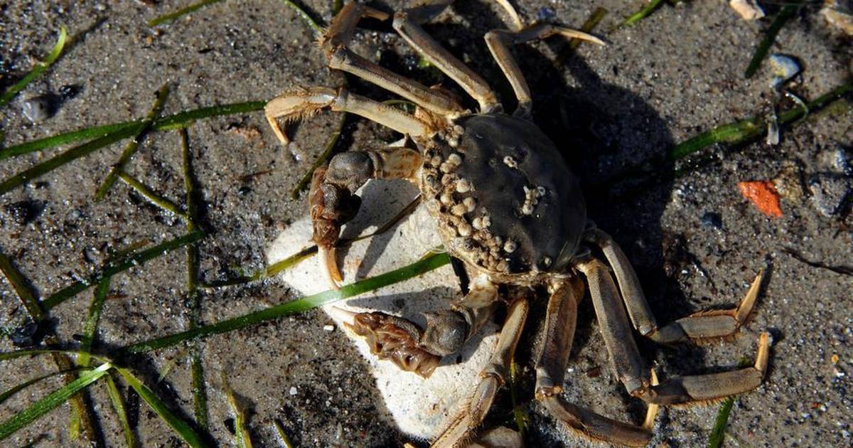 kineser-med-uldhandsker-krabber-sig-langsomt-nordp-jyllands-posten