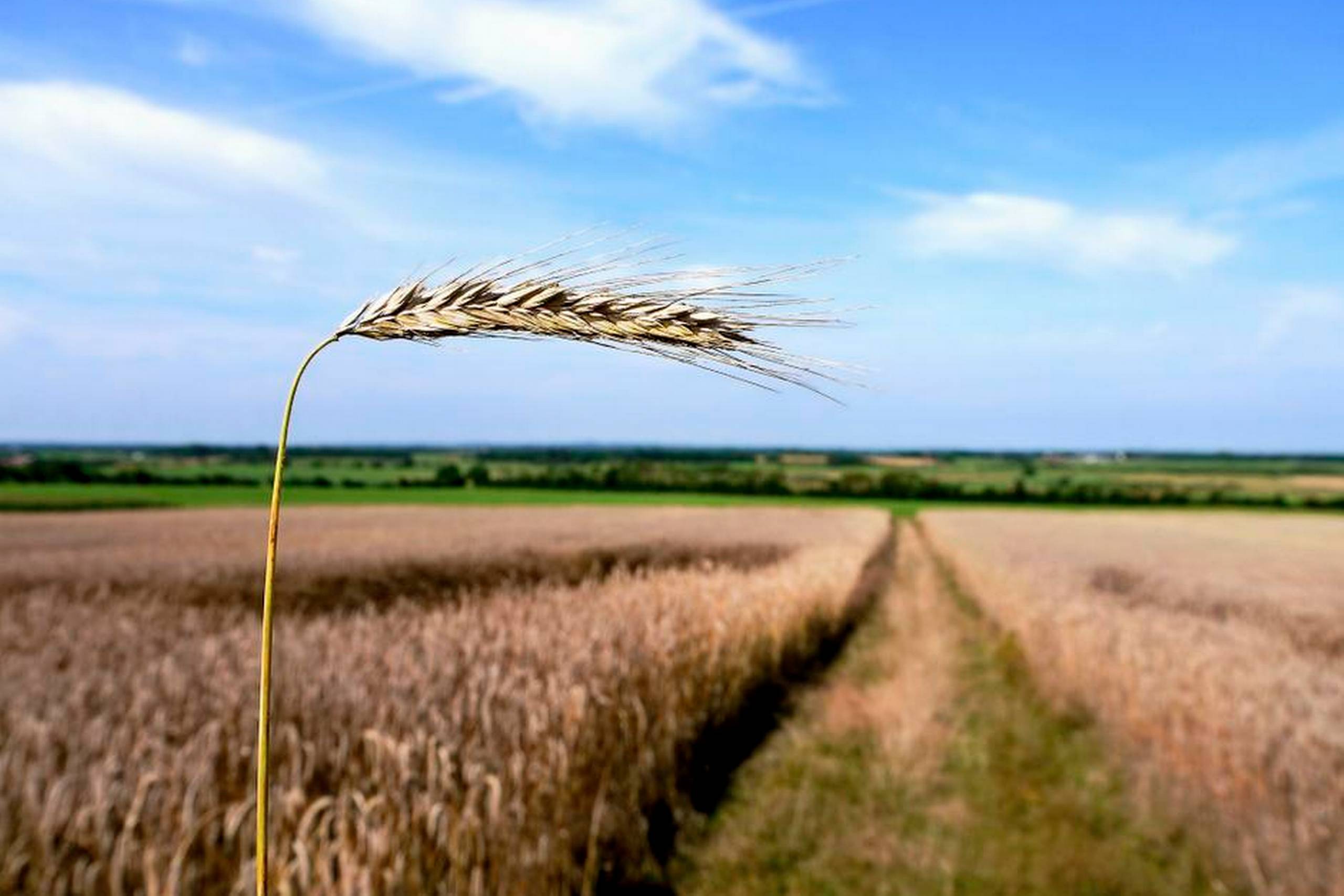 Rugen synger på marken, hvor Jeppe Aakjær satte en mindesten for sine forældre.