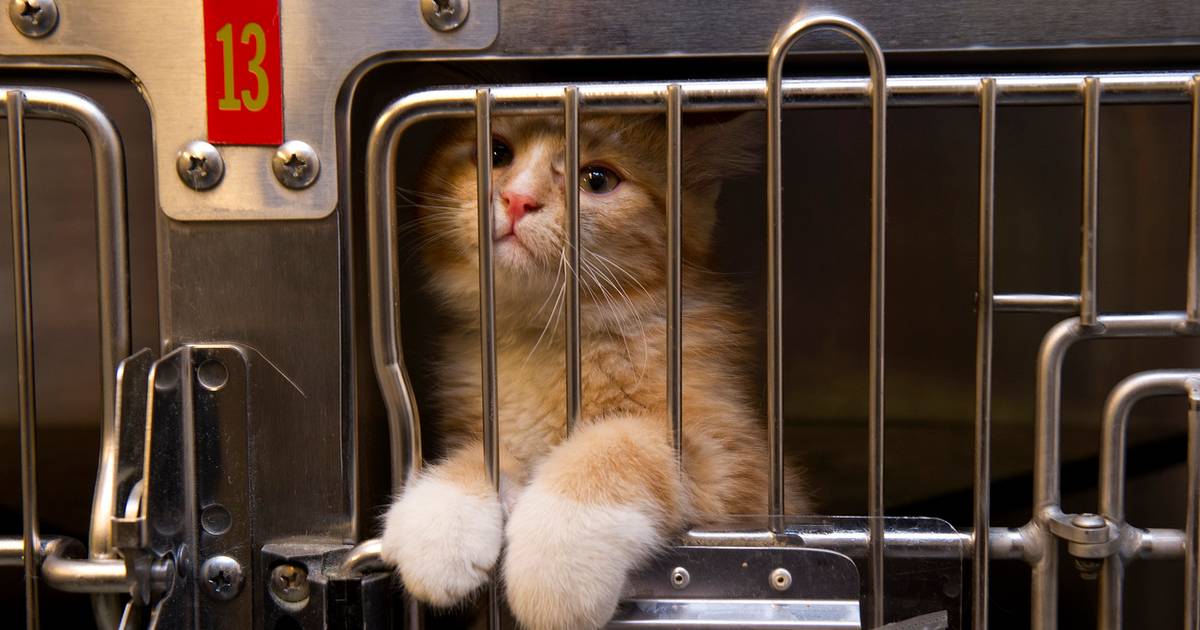 276 katte fanget i konkursbo: Mariann vil kæmpe at give dem et godt liv
