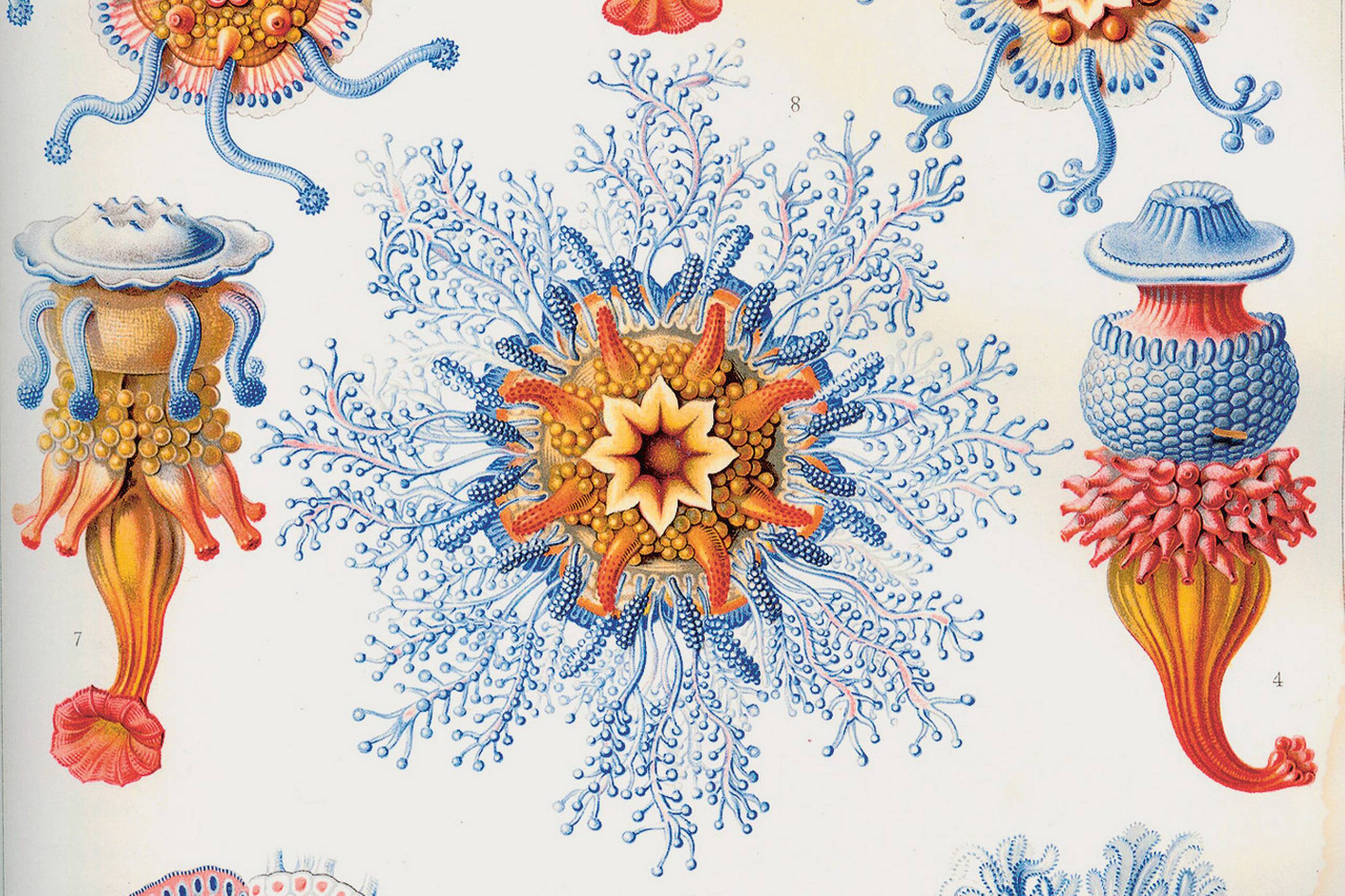 Udover at navngive økologien udmærkede den tyske biolog Ernst Haeckel sig ved smukke illustrationer af dyrelivet. De er næppe overgået siden. Haeckel var også en af evolutionsteoriens tidlige forkæmpere i Centraleuropa. 