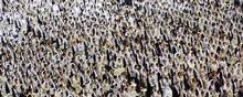 Par fra hele verden tilknyttet Moon-bevægelsen fotograferet under et massebryllup i Gapyeong i Sydkorea i 2016. 3.000 par fra 60 nationer deltog fysisk i ceremonien
i Sydkorea, mens andre 12.000 par deltog via livestreaming til hele verden. Foto: Lee Jin-man/AP Foto: Lee Jin-man/AP