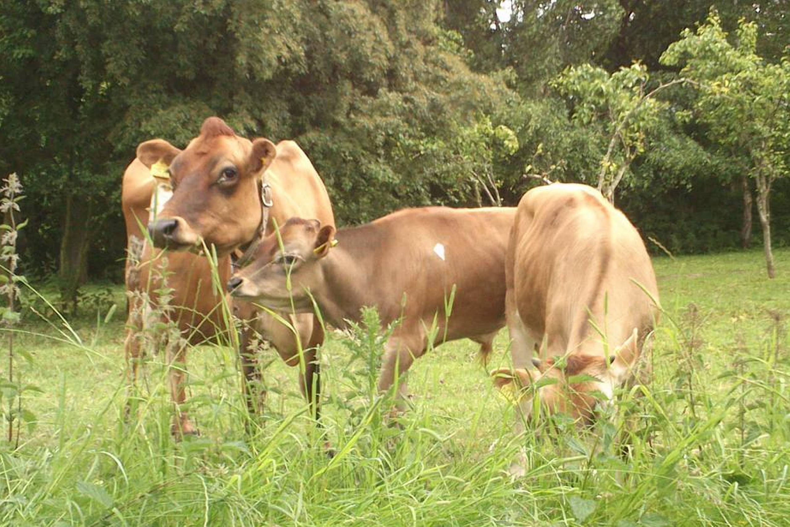 Ejerne af Hindsholm Gårdbutik & Delikatesse oplever, at folk efterspørger lokale råvarer og især kød fra et sted, hvor dyrene har haft det godt. Foto: Hindsholm Gårdbutik & Delikatesse