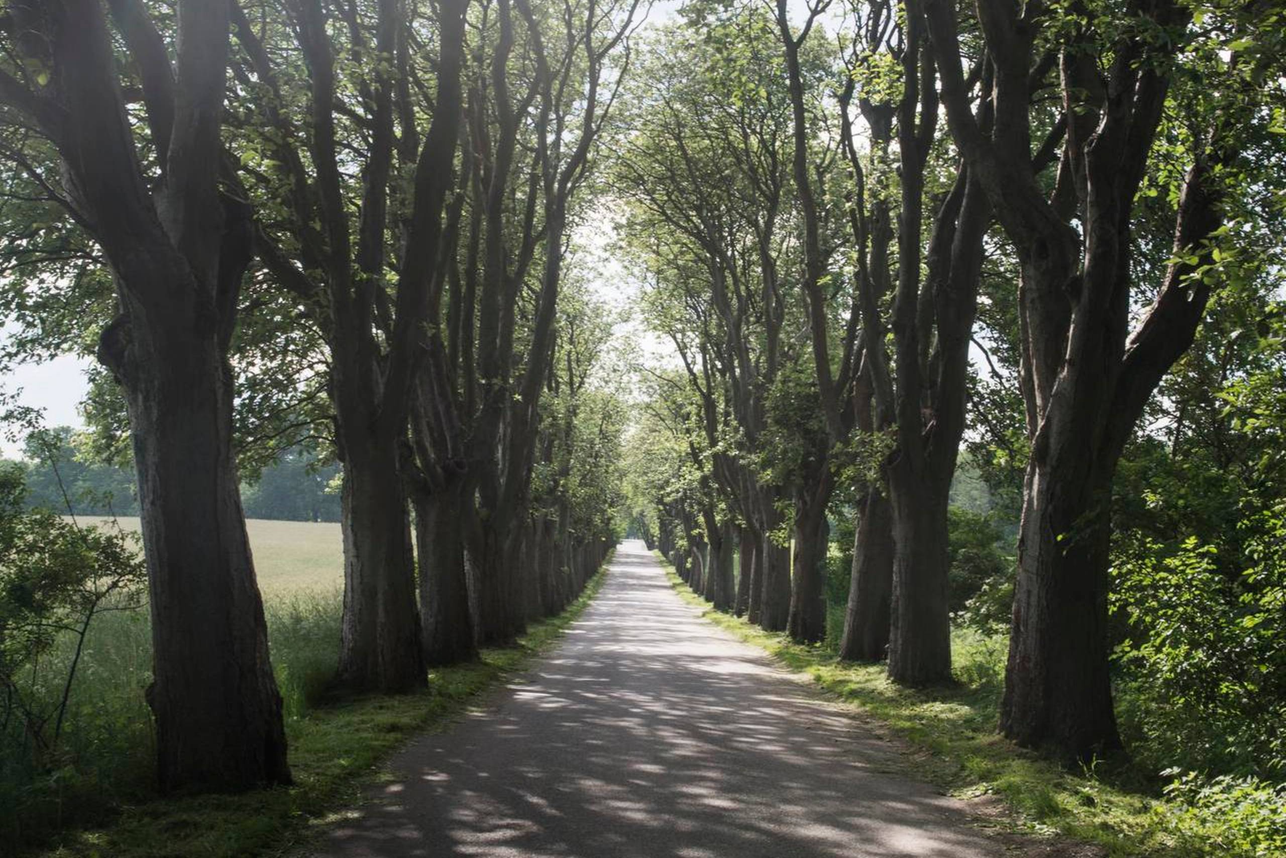 Fredningsnævnet skal give lov, hvis de bornholmske rønnebærtræer langs den fredede Moesgaard Allé skal fjernes, så alléen kan gøres bredere
af hensyn til de mange besøgende til Moesgaard Museum. Foto: Kenneth Lysbjerg Koustrup