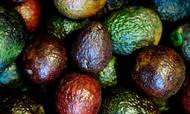 Avocado. Foto: Thomas Borberg/Polfoto
