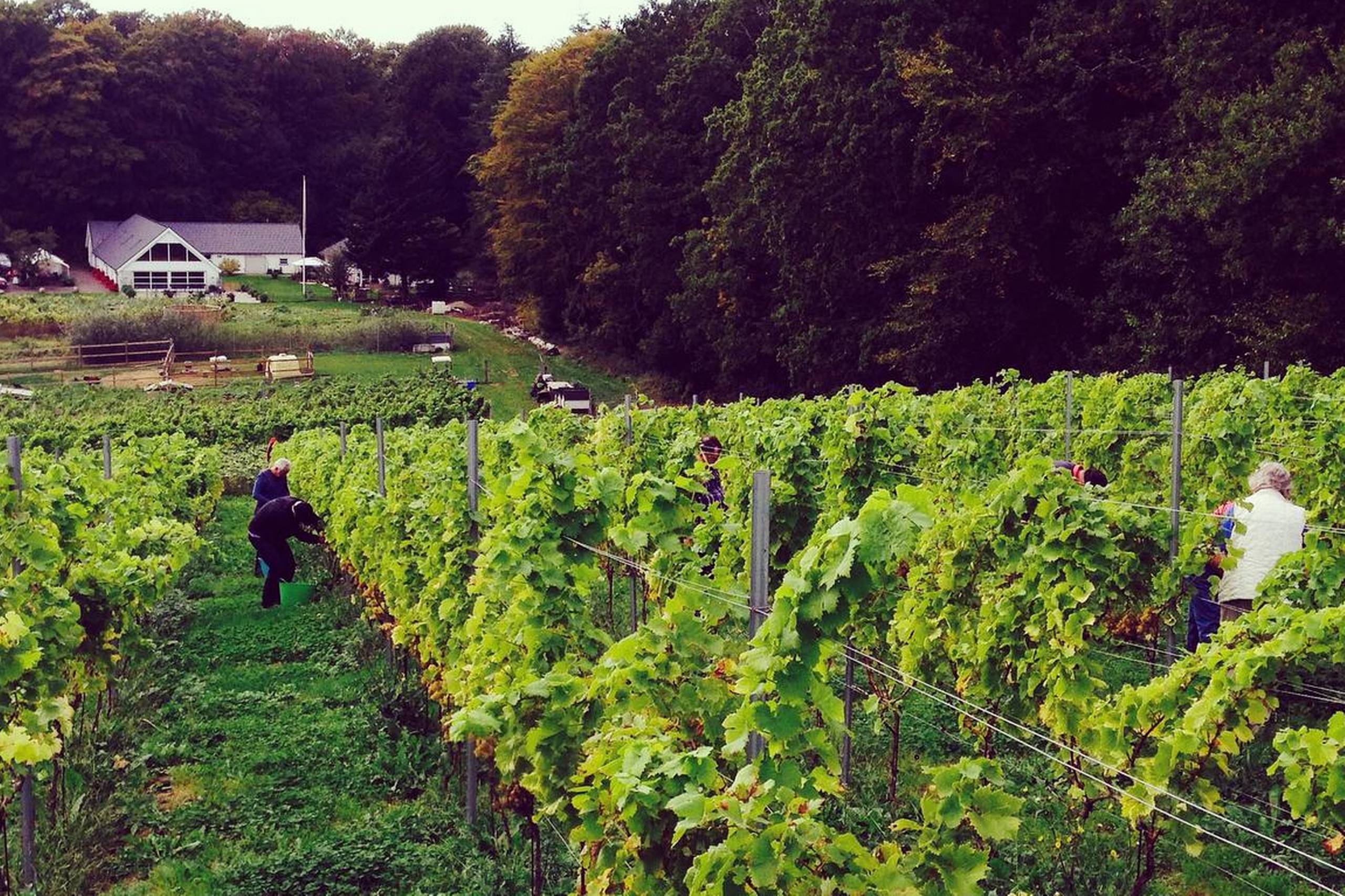 Foto: Agger Vin