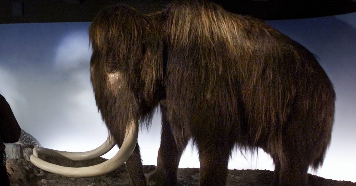 Mammut-hybrid kan være klar inden 2019 - Jyllands-Posten