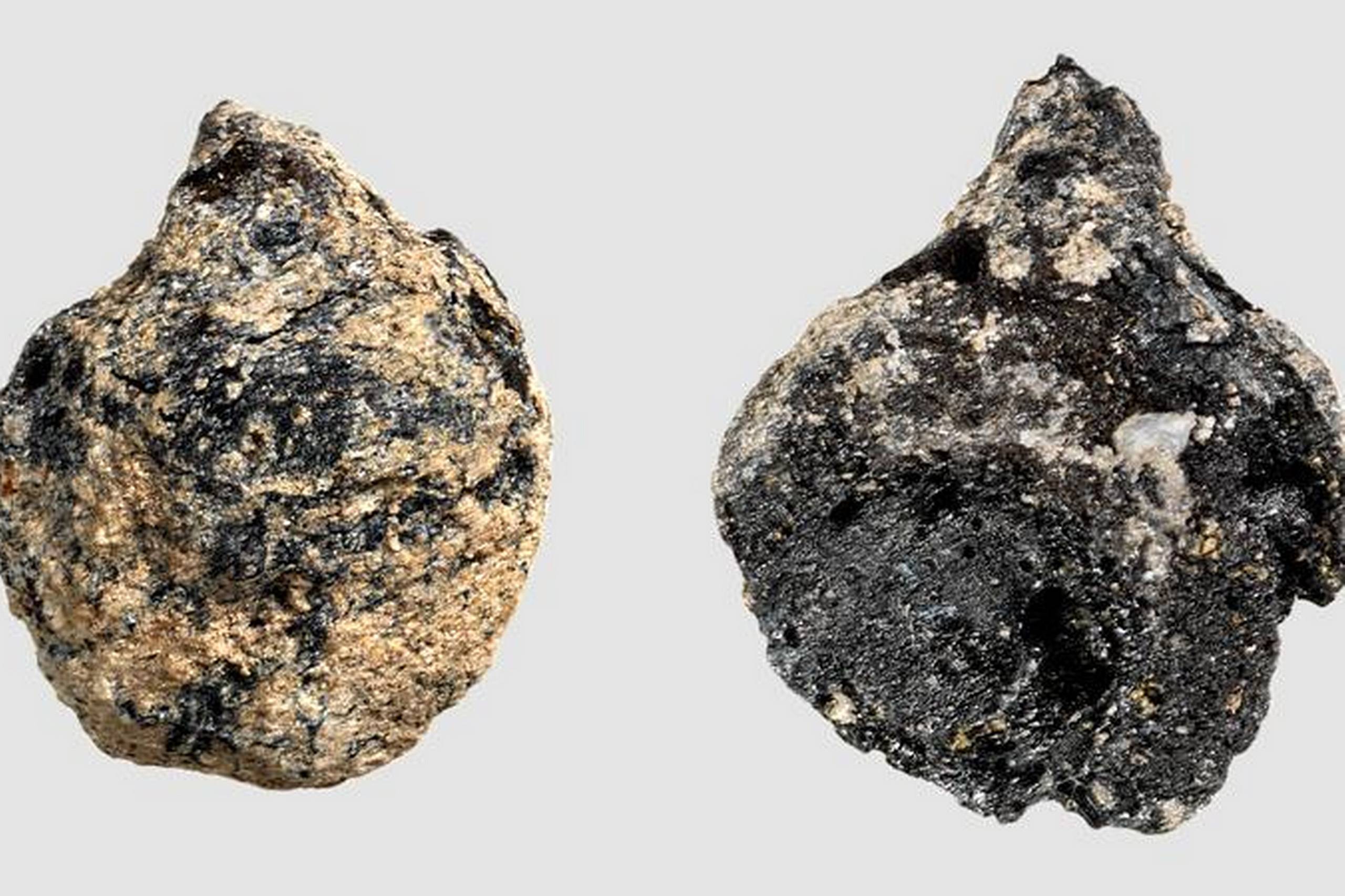 Disse forkullede vindruekerner stammer fra Vikingetiden. Foto: Nationalmuseet