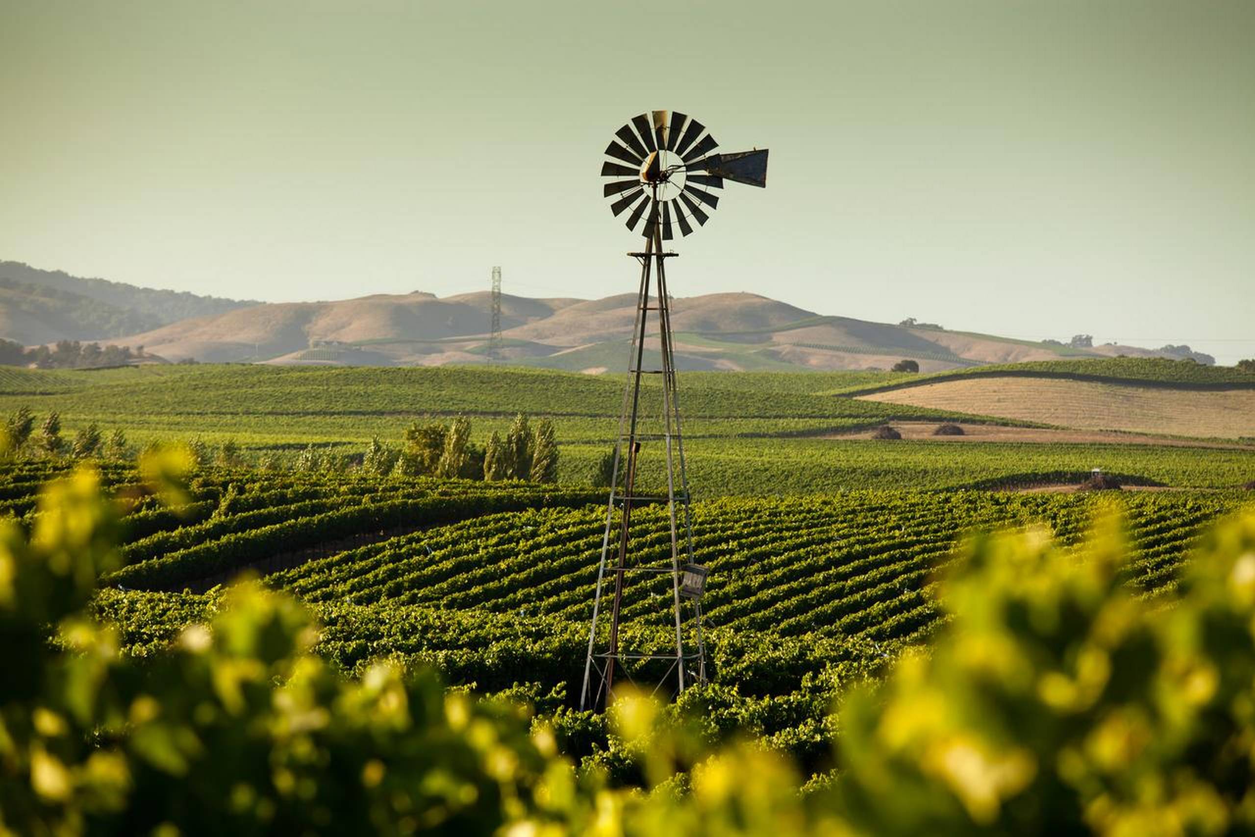 Hvis Californien var en selvstændig nation, ville den være den fjerdestørste vinproducent i verden efter Frankrig, Italien og Spanien. 4300 californiske vingårde producerer næsten 3 mia. liter vin om året. Foto: Getty Images